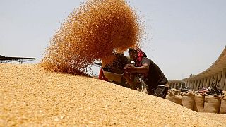 India dice que no tiene previsto importar trigo