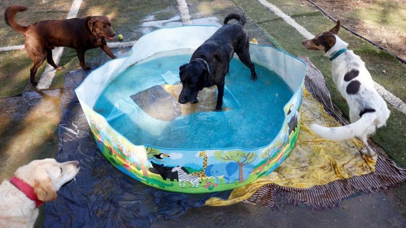 Spain swelters as temperatures reach 43C in second heatwave