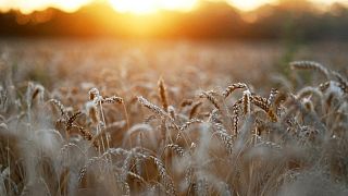 Cosecha de trigo de Rusia en 2023 sufriría baja interanual, dice Sovecon