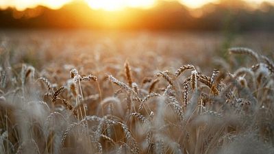 Cosecha de trigo de Rusia en 2023 sufriría baja interanual, dice Sovecon
