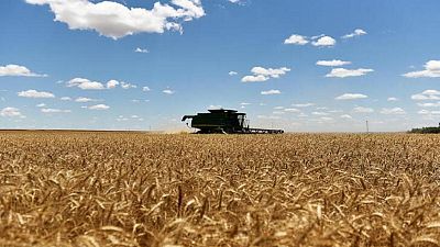 El maíz estadounidense se estabiliza tras alcanzar máximo de dos meses; soja cae