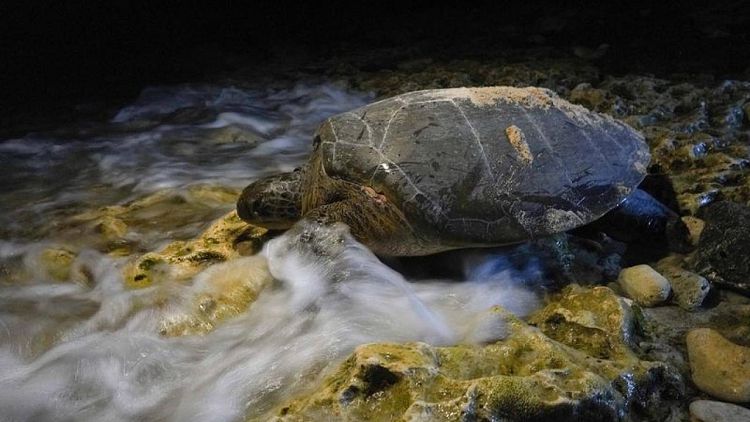 السلاحف البحرية في كوبا لا تسلم من تغير المناخ