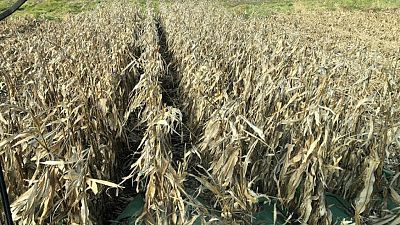 IHS Markit considera que rendimiento del maíz de EEUU en 2022 será de 176,9 bushels/acre: operadores