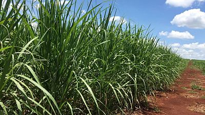 AZUCAR-BRASIL-STONEX:StoneX aumenta la previsión de molienda de caña de azúcar para 2023/24 en centro-sur de Brasil