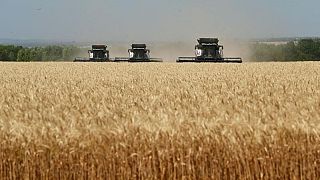 Precios del trigo ruso suben ligeramente, las exportaciones se aceleran Precios del trigo ruso suben ligeramente, las exportaciones se aceleran