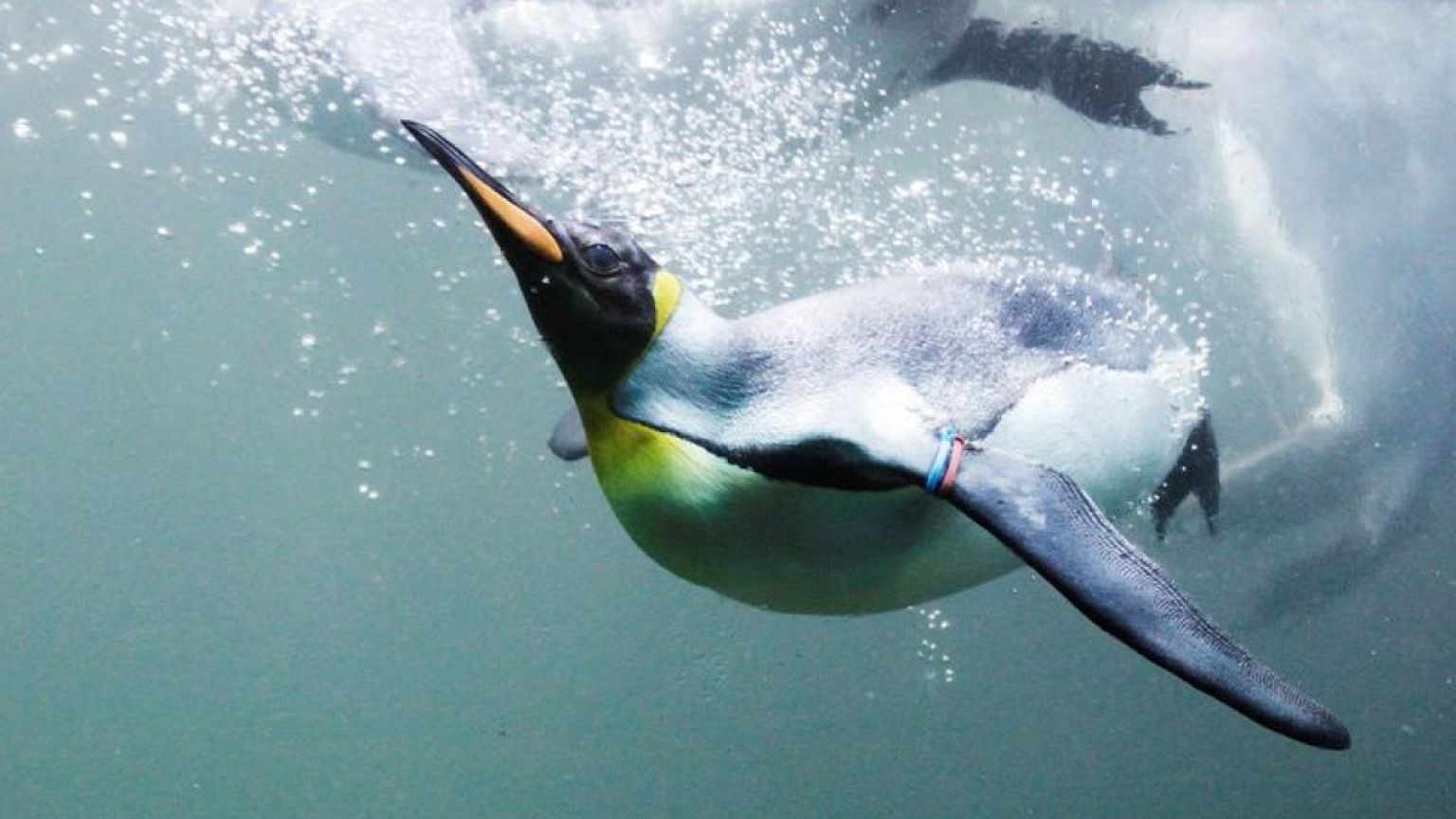 Scientists uncover history of 'ridiculously charming' penguins