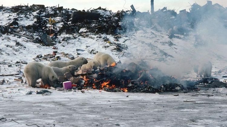 تغير المناخ يدفع الدببة القطبية للبحث عن طعامها في القمامة