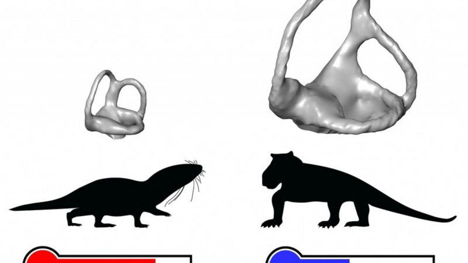 Scientists reveal origin of mammal evolution milestone: warm-bloodedness