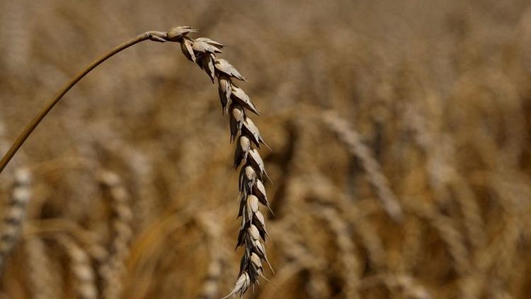 ارتفاع أسعار القمح بسبب هجوم صاروخي يهدد اتفاق تصدير الحبوب الأوكرانية