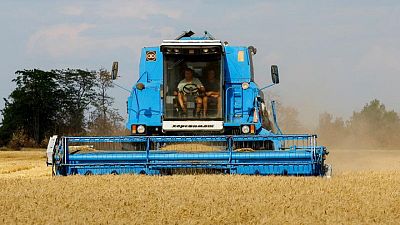Ucrania cosecha 17,5 millones toneladas de granos en lo que va de temporada, 45% menos de lo previsto