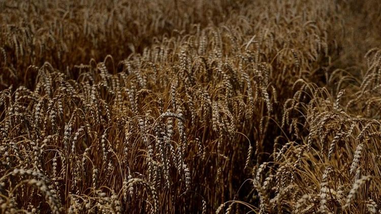 اتحاد أوكراني: حصاد 11.8 مليون طن من الحبوب حتى الآن