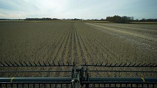 Soja y maíz suben ante previsión de condiciones cálidas en EEUU, trigo cotiza en alza