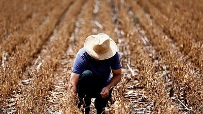 Gobierno de Brasil confirma que puede exportar harina de soja a China