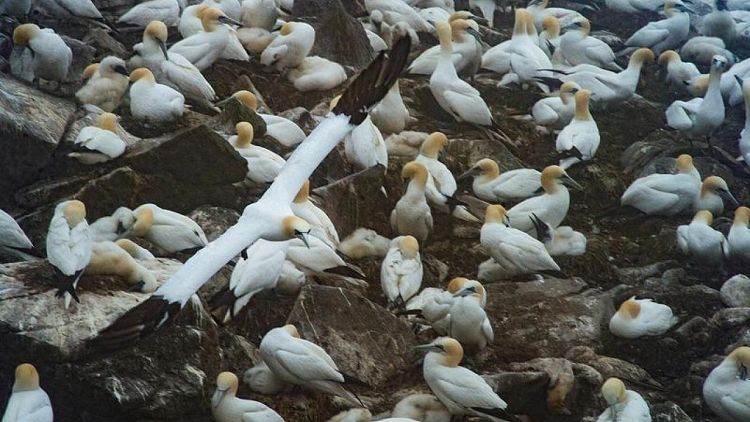 جيف آلاف الطيور المهاجرة تنجرف لشواطئ شرق كندا واشتباه في إنفلونزا الطيور