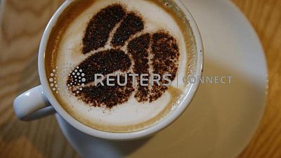 Los precios del café caerían debido a una abundante cosecha en Brasil