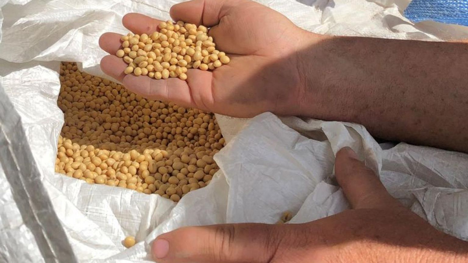 Futuros de soja y trigo de EEUU suben con fuerza; maíz también avanza