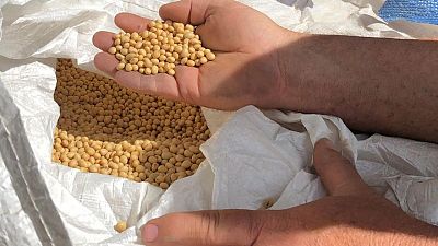 Futuros de soja y trigo de EEUU suben con fuerza; maíz también avanza
