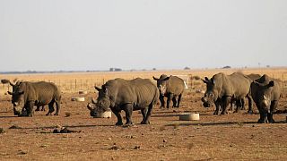 الصيد الجائر يقضي على مزيد من حيوانات وحيد القرن في جنوب أفريقيا