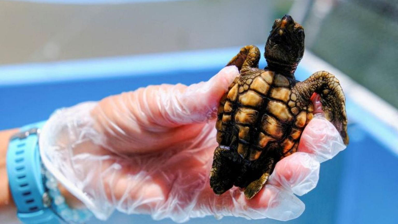 Hotter summers mean Florida's turtles are mostly born female