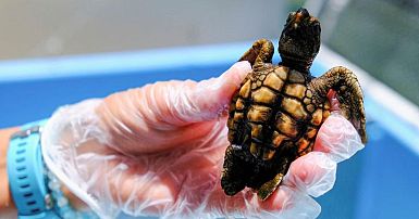 Hotter summers mean Florida's turtles are mostly born female ...