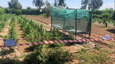 Individuate da Cc a Rosarno.Sequestrate 18 mila piante marijuana Individuate da Cc a Rosarno.Sequestrate 18 mila piante marijuana