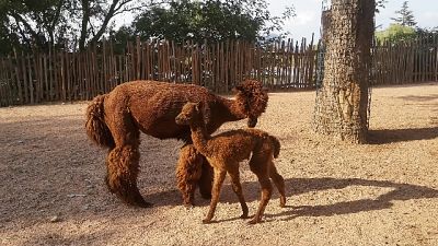 La cucciola è nata da Alpaca e Merino, arrivati nel 2020