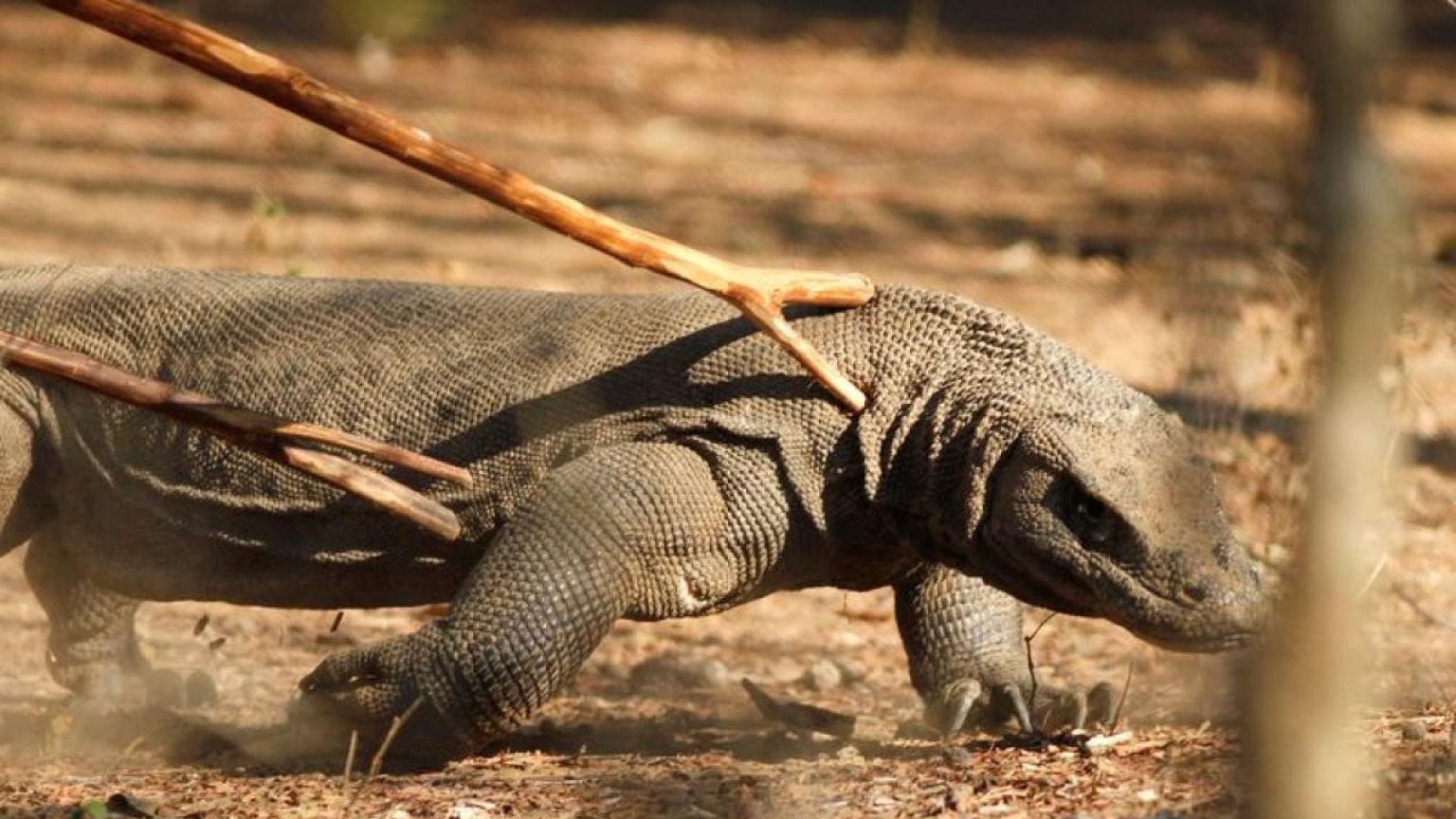 Tourism workers strike as Indonesia hikes fee to see rare dragons