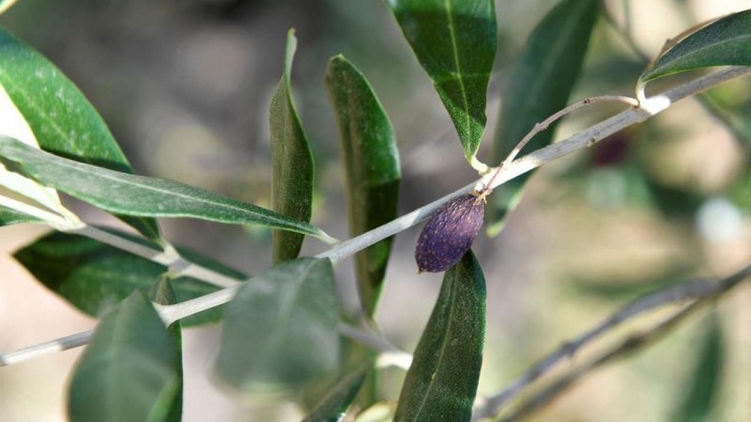 Drought takes toll on Tuscany's famed olive oil and wine production