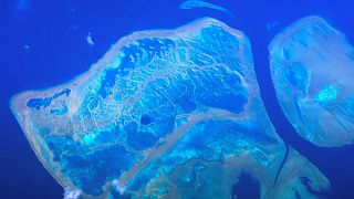 أجزاء من الحاجز العظيم بأستراليا تشهد أكبر غطاء مرجاني منذ 36 عاما