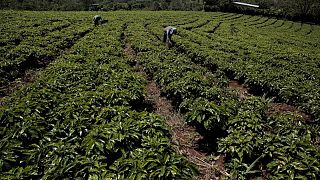 Exportaciones globales de café suben 1,3% interanual en junio: ICO