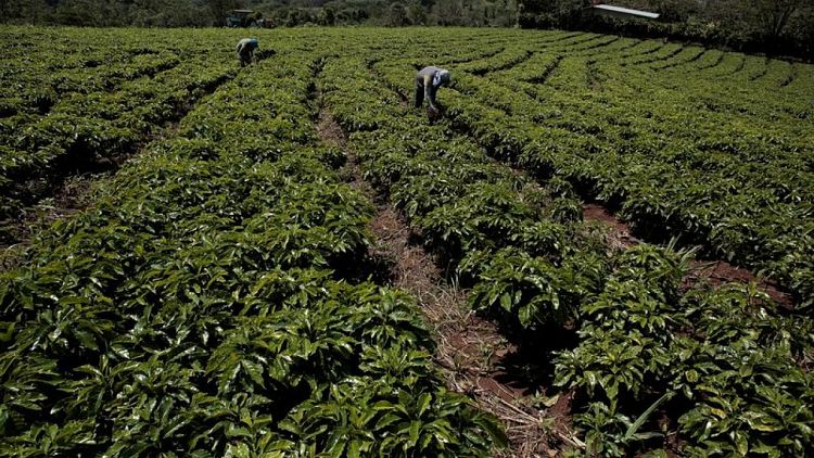 Exportaciones mundiales de café verde caen un 8,8% en julio - ICO