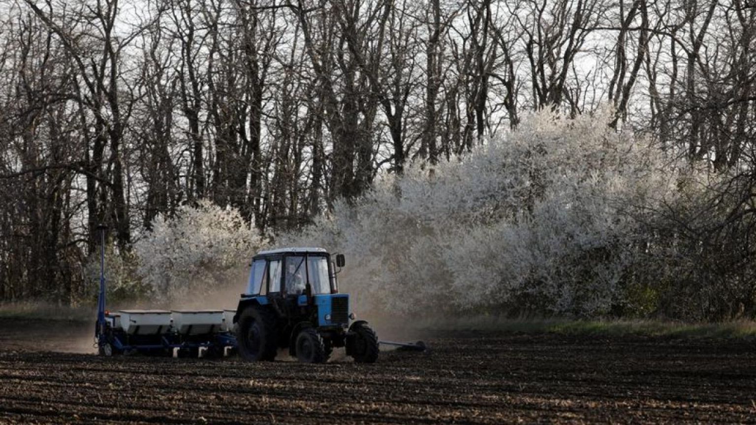 Russia may limit seed imports -Interfax