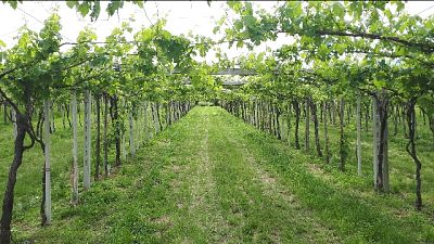Stime, andranno buttati almeno trenta quintali uva a Piverone
