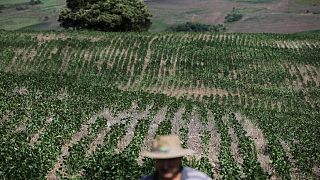 Envíos de soja y maíz de Brasil en la primera semana de agosto suben, muestran datos oficiales