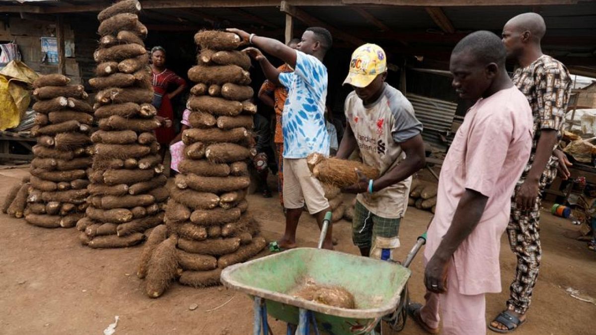 Sequencing West Africa's "yam belt" for food security | Euronews