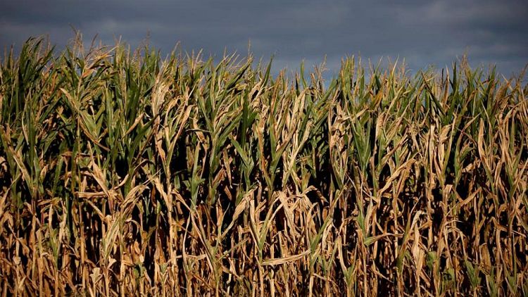Strategie Grains reduce su previsión para cosecha de maíz de la UE en 10 millones de toneladas por sequía
