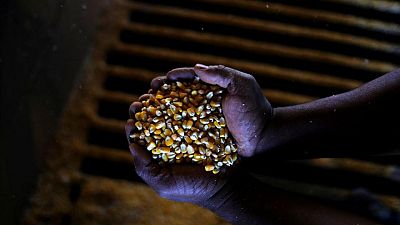 Conab reduce la proyección de la cosecha de maíz en Brasil por la sequía y el ataque de plagas