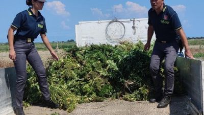 Piantagione estesa su circa 2mila mq, tre arresti della Gdf Piantagione estesa su circa 2mila mq, tre arresti della Gdf