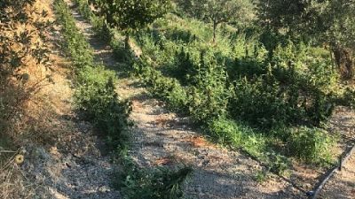 Sorpresi in tre dai Cc nel Crotonese a coltivare marijuana