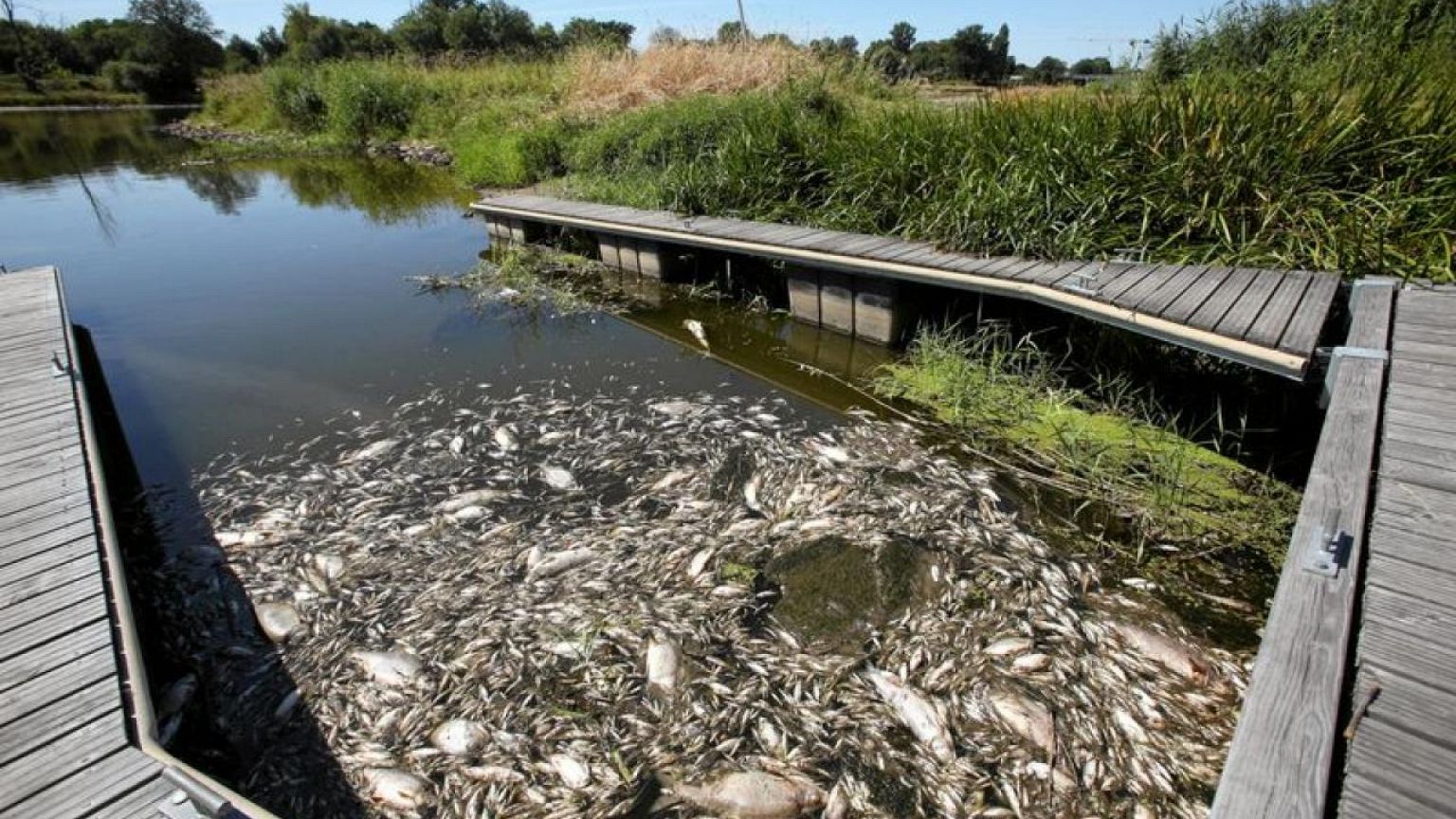 Alemania atribuye la muerte de peces en la frontera con Polonia a una sustancia desconocida