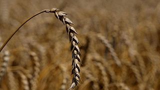 Ukraine working to release detained wheat shipment for Egypt