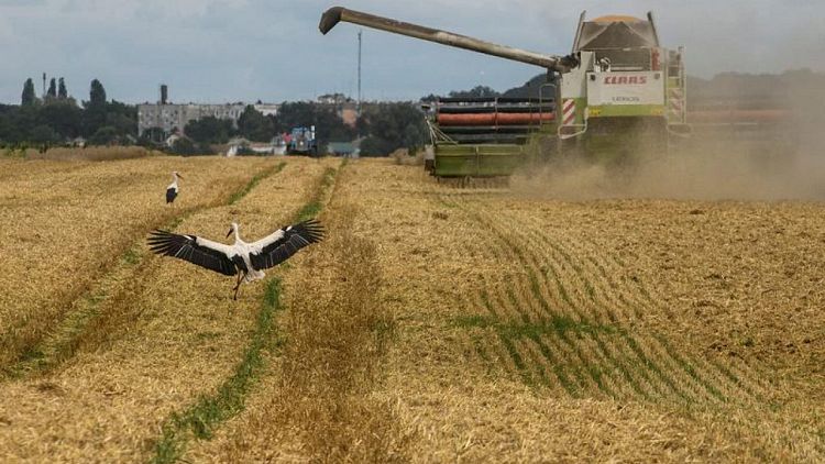 La superficie de cereal de invierno de Ucrania puede caer un 30%-60% sin ayudas -UABC