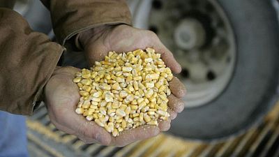 USDA incluirá revisión de superficie cultivada para maíz y soja en informe del 12 de septiembre
