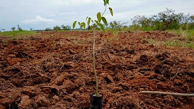 Exclusive-World Bank's IFC taps blockchain for carbon offsets