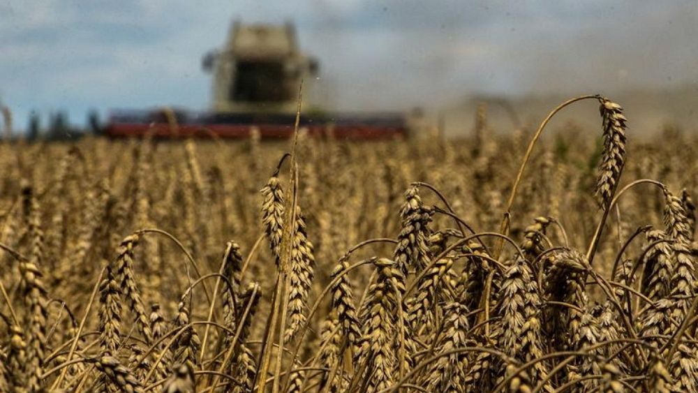 Ukrainian grain shipments have fallen by 52.6% so much this period – ministry