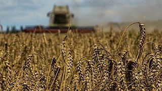 Los envíos de grano ucraniano caen un 52,6% en lo que va de temporada -ministerio