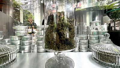 Malaysia aims to learn from Thailand in push for medical use of cannabis