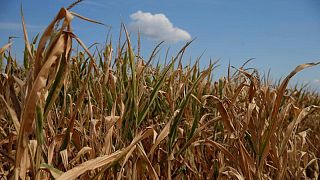 Las condiciones de los cultivos de maíz en Francia siguen disminuyendo con el regreso de las lluvias