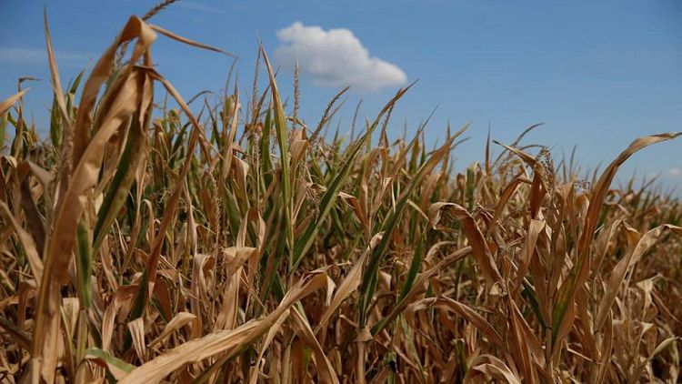 Coceral reduce la previsión de cosecha de maíz en la UE a 51,9 millones de toneladas
