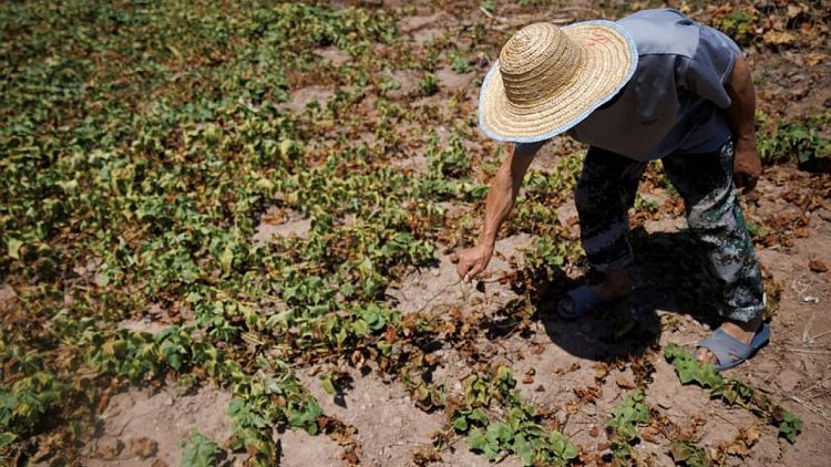 Agricultores de China intentan salvar cosechas de olas de calor y sequía